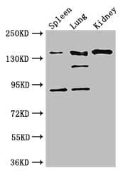Polyclonal Rabbit anti-Human NOS1 / nNOS Antibody (IF, WB)
