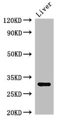 Polyclonal Rabbit anti-Human Endonuclease G / ENDOG Antibody (WB)