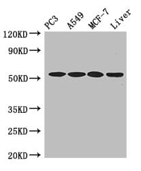 Polyclonal Rabbit anti-Human IRF6 Antibody (IF, WB)