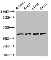 Polyclonal Rabbit anti-Human LEFTYB / LEFTY1 Antibody (WB)