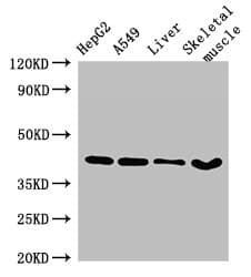 Polyclonal Rabbit anti-Human MAPK12 / ERK6 / SAPK3 Antibody (IHC, IF, WB)