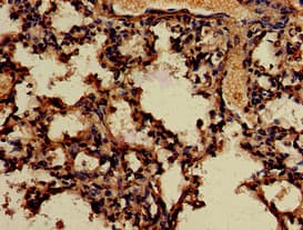 APOBEC4 Antibody