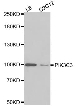 Polyclonal Rabbit anti-Human PIK3C3 / VPS34 Antibody (IHC, WB)