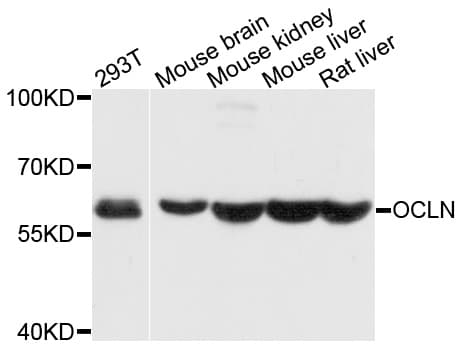 Polyclonal Rabbit anti-Human OCLN / Occludin Antibody (WB)