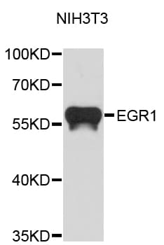 Polyclonal Rabbit anti-Human ZIF268 / EGR1 Antibody (WB)