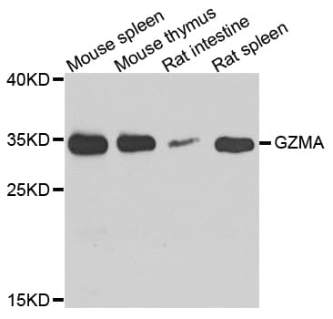 Polyclonal Rabbit anti-Human GZMA / Granzyme A Antibody (WB)