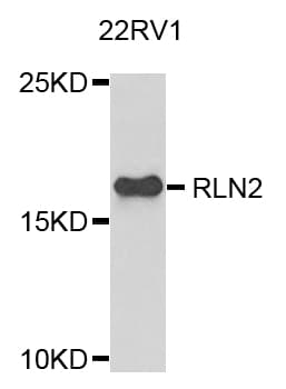 Polyclonal Rabbit anti-Human RLN2 / Relaxin 2 Antibody (IHC, WB)