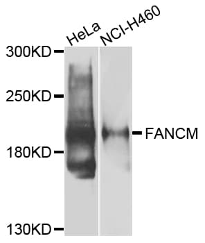 Polyclonal Rabbit anti-Human FANCM Antibody (IF, WB)