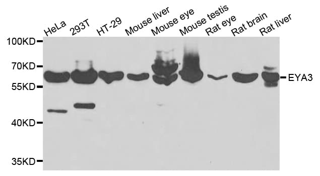 EYA3 Antibody