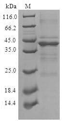 Human CPLX2 / Complexin 2 Protein (Recombinant GST, N-terminus)