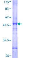 Human ACO2 / Aconitase 2 Protein (Recombinant GST, N-terminus)
