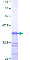 Human BAX Protein (Recombinant GST, N-terminus)