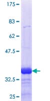 Human DUSP5 Protein (Recombinant GST, N-terminus)