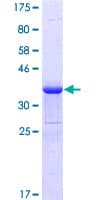 Human GATA3 Protein (Recombinant GST, N-terminus)