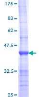Human POLR2A / RNA polymerase II Protein (Recombinant GST, N-terminus)