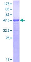 Human POLD3 Protein (Recombinant GST, N-terminus)