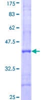Human POLQ / DNA Polymerase Theta Protein (Recombinant GST, N-terminus)