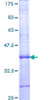 Human BMAL2 / ARNTL2 Protein (Recombinant GST, N-terminus)