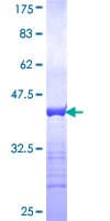Human KIAA1811 / BRSK1 Protein (Recombinant GST, N-terminus)