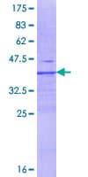 Human DPP9 Protein (Recombinant GST, N-terminus)