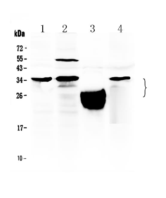 TFPI2 Antibody