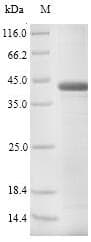 Cow PAG1 / PSPB Protein (Recombinant 6His, N-terminus)