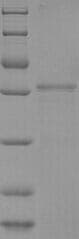 Cow PAG1 / PSPB Protein (Recombinant 6His, N-terminus)