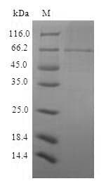 Sindbis Virus Structural polyprotein (Recombinant 10His-SUMO, N-terminus)
