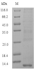 Zebrafish MT-2 Protein (Recombinant 6His, N-terminus)