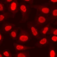 EPC1 Antibody