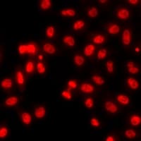 HIST3H3 Antibody