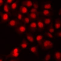 HIST3H3 Antibody