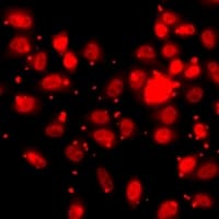 Polyclonal Rabbit anti-Human HIST3H3 Antibody (IHC, IF, WB)