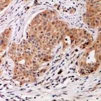 Polyclonal Rabbit anti-Human BMP4 Antibody (IHC, WB)