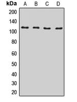 BICD2 Antibody