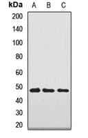 Polyclonal Rabbit anti-Human NAGA Antibody (WB)