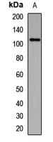 Polyclonal Rabbit anti-Human PTPRN / IA-2 Antibody (WB)