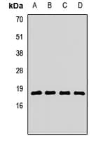 RPL23A Antibody