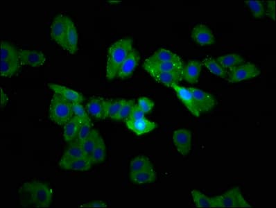 TSPAN9 Antibody