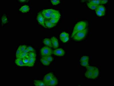 APOBEC1 Antibody