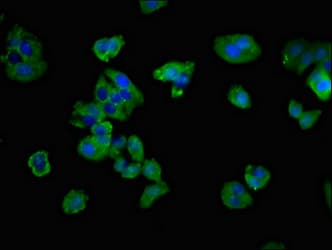 CD3G Antibody