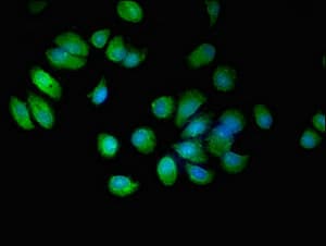 EPN3 Antibody