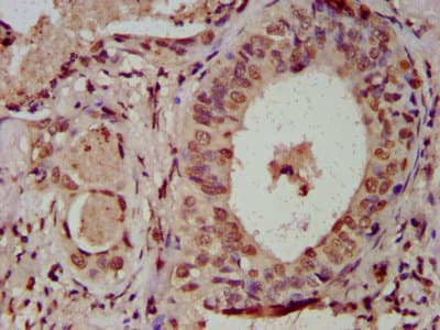 HIST1H3A Antibody