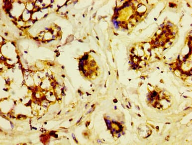 Polyclonal Rabbit anti-Human LRP2 / Megalin Antibody (IHC)
