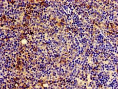 HLA Class I Histocompatibility Antigen, C-4 Alpha Chain Antibody