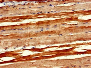 PXK Antibody