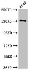 Polyclonal Rabbit anti-Human EGFR Antibody (WB)