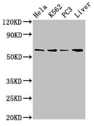 Polyclonal Rabbit anti-Human RORA / ROR Alpha Antibody (WB)