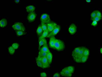 MOV10L1 Antibody