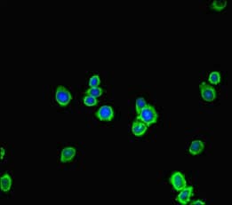 FGD5 Antibody